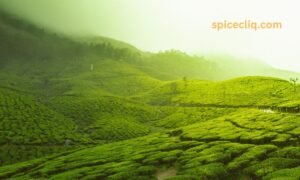 kerala tea mountains