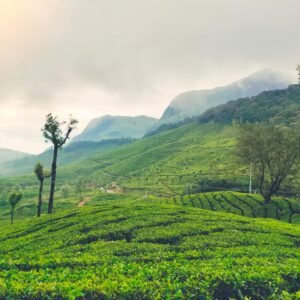 kerala tea plantation