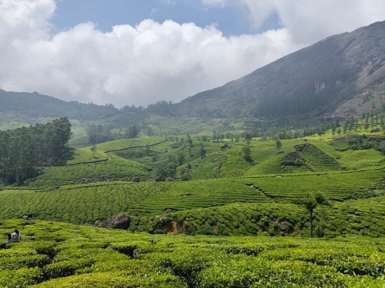 Munnar tea plantations